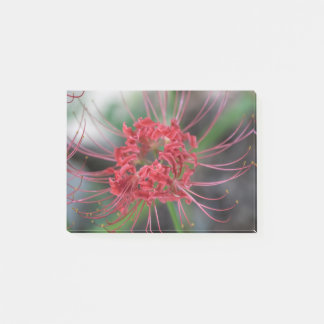 Bright Red Spider Lily - Lycoris radiata Post-it® Notes