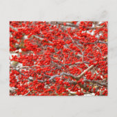 Bright Red Winterberries Holly Tree Berries Briefkaart (Voorkant)