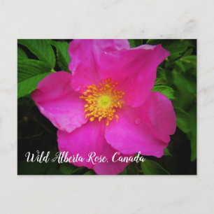 Bright roze Wild Alberta Roos Canada - Aangepaste Briefkaart