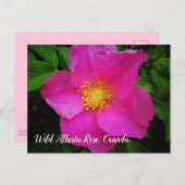 Bright roze Wild Alberta Roos Canada - Aangepaste  Briefkaart (Voorkant / Achterkant)