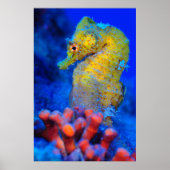 Bright Seahorse | Hippocampus Poster (Voorkant)
