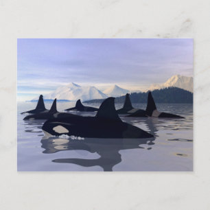 Bright Water Orca Briefkaart