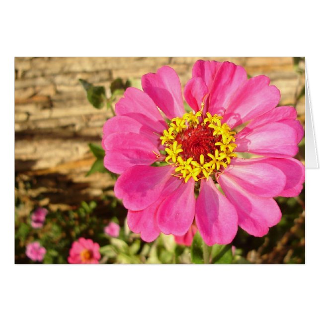 Bright Zinnia (carte horizontale) (Devant Horizontal)
