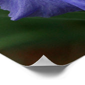 Briljant Paarse Iris-ventilator Poster (Hoek)