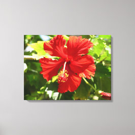 Briljant Rood Hibiscus Bloem Canvas Print
