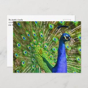Briljantblauw Peacock Briefkaart