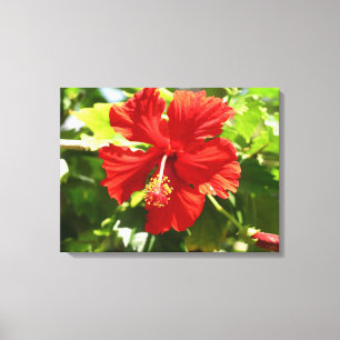 Briljante Red Hibiscus Flower Canvas afdrukken