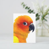 Briljante Sun Conure Briefkaart (Staand voorkant)