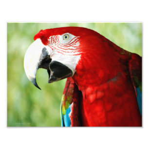 Briljantrood Foto Afdruk