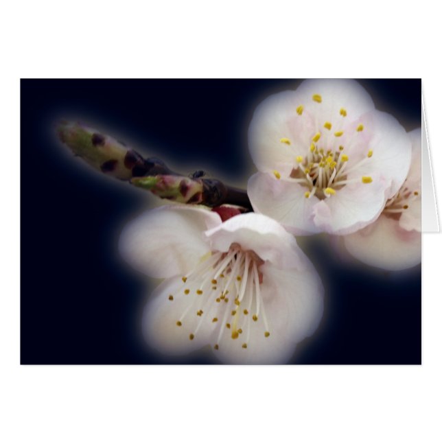 brillant au clair de lune (Devant horizontal)