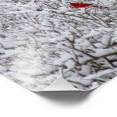 Brillant Cardinal ! Impression photographique 10x8 (Coin)