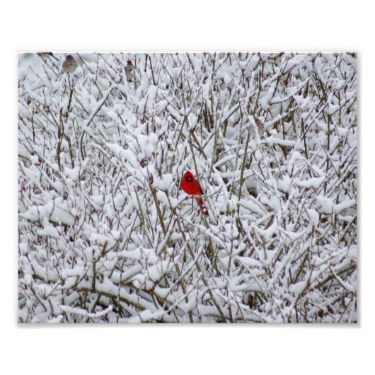 Brillant Cardinal ! Impression photographique 10x8 (Devant)