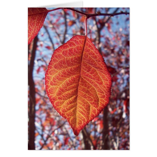 Brillant vibrant (Devant)