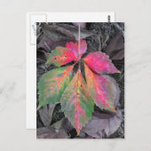 Brilliance between the Grey - Autumn Leaf Briefkaart (Voorkant / Achterkant)