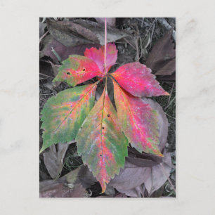 Brilliance between the Grey - Autumn Leaf Briefkaart