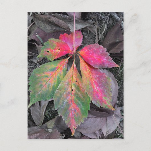 Brilliance between the Grey - Autumn Leaf Briefkaart (Voorkant)