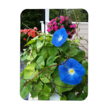 Brilliant Blue Morning Glories