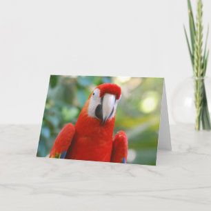 Brilliant Red Parrot Wenskaart Kaart