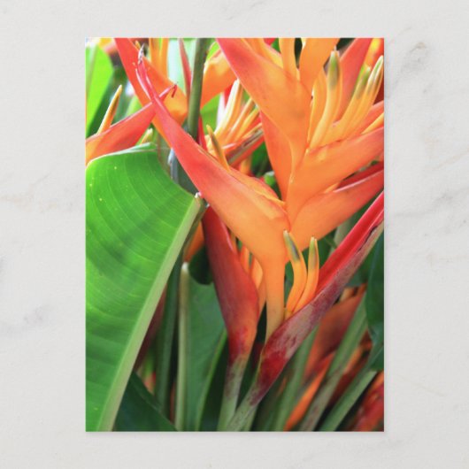 Brilliant Tropical Heliconia Florals Briefkaart (Voorkant)