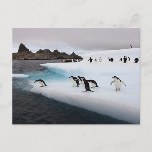 Brilpinguïns Briefkaart (Voorkant)