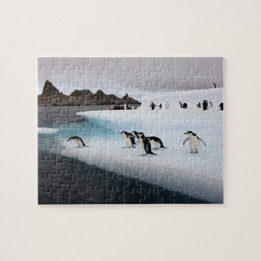 Brilpinguïns Legpuzzel (Horizontaal)