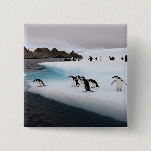 Brilpinguïns Vierkante Button 5,1 Cm (Voorkant)