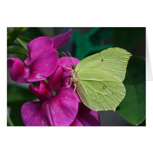 Brimstone (Devant horizontal)