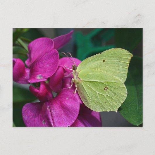 Brimstone Briefkaart (Voorkant)