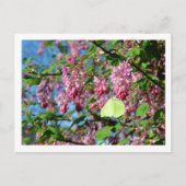Brimstone Butterfly on a Flowering Currant Struik Briefkaart (Voorkant)
