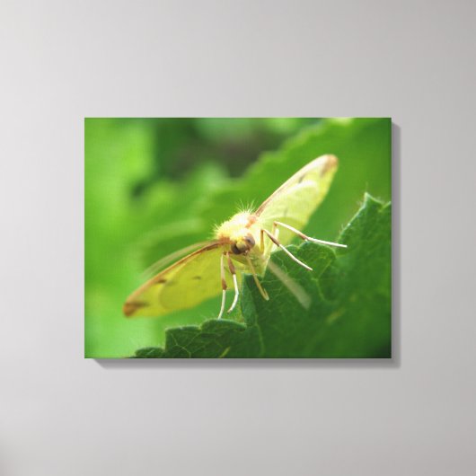 Brimstone Moth Canvas afdrukken (Voorkant)