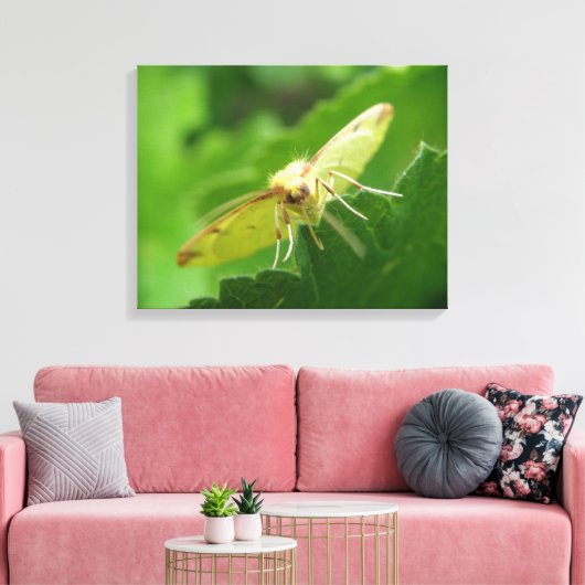 Brimstone Moth Canvas afdrukken (Insitu (Woonkamer))