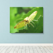 Brimstone Moth Canvas afdrukken (Insitu (Houten vloer))