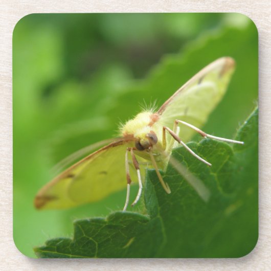 Brimstone Moth Cork Dessous de verre (Devant)