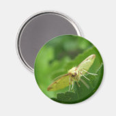Brimstone Moth Magnet Magneet (Voorkant / Achterkant)