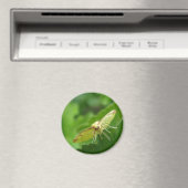 Brimstone Moth Magnet Magneet (Insitu (Vaatwasser))