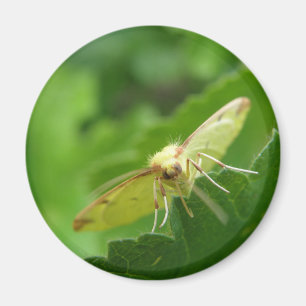 Brimstone Moth Magnet Magneet