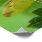 Brimstone Moth Print (Hoek)