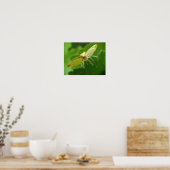 Brimstone Moth Print (Keuken)