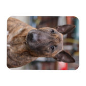 Brindle Anglais Bull Terrier Magnet (Horizontal)