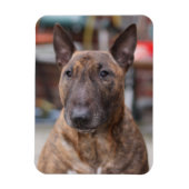 Brindle Anglais Bull Terrier Magnet (Vertical)