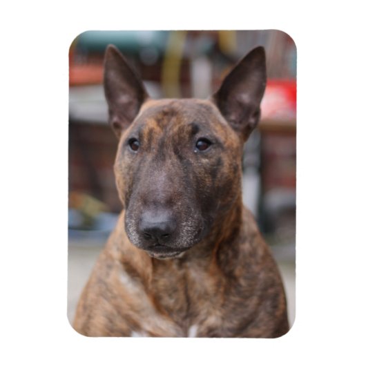 Brindle Anglais Bull Terrier Magnet (Vertical)