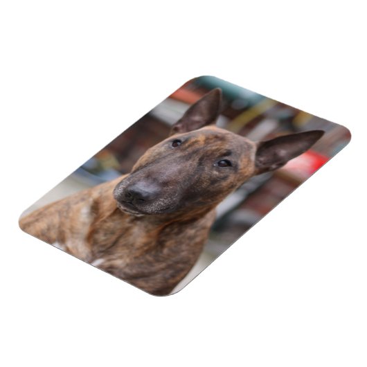 Brindle Anglais Bull Terrier Magnet (Côté Gauche)
