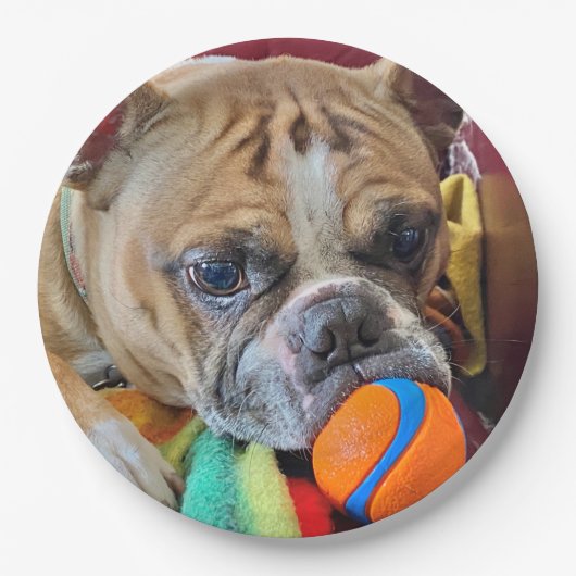 Brindle Boston Terrier Paper Bord (Voorkant)