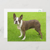Brindle Boston Terrier Puppy Dog Denken aan jou Briefkaart (Voorkant / Achterkant)