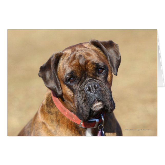 Brindle Boxer Chien (Devant horizontal)