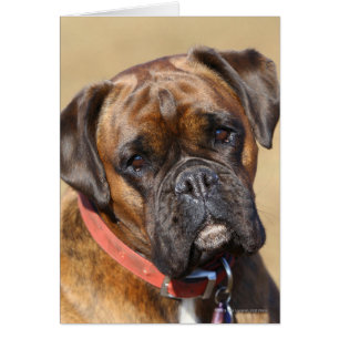 Brindle Boxer Chien