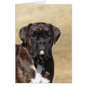 Brindle Boxer Chien debout