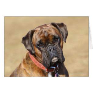 Brindle Boxer Dog