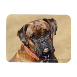 Brindle Boxer Dog Magneet