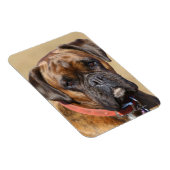 Brindle Boxer Dog Magneet (Rechterzijde)